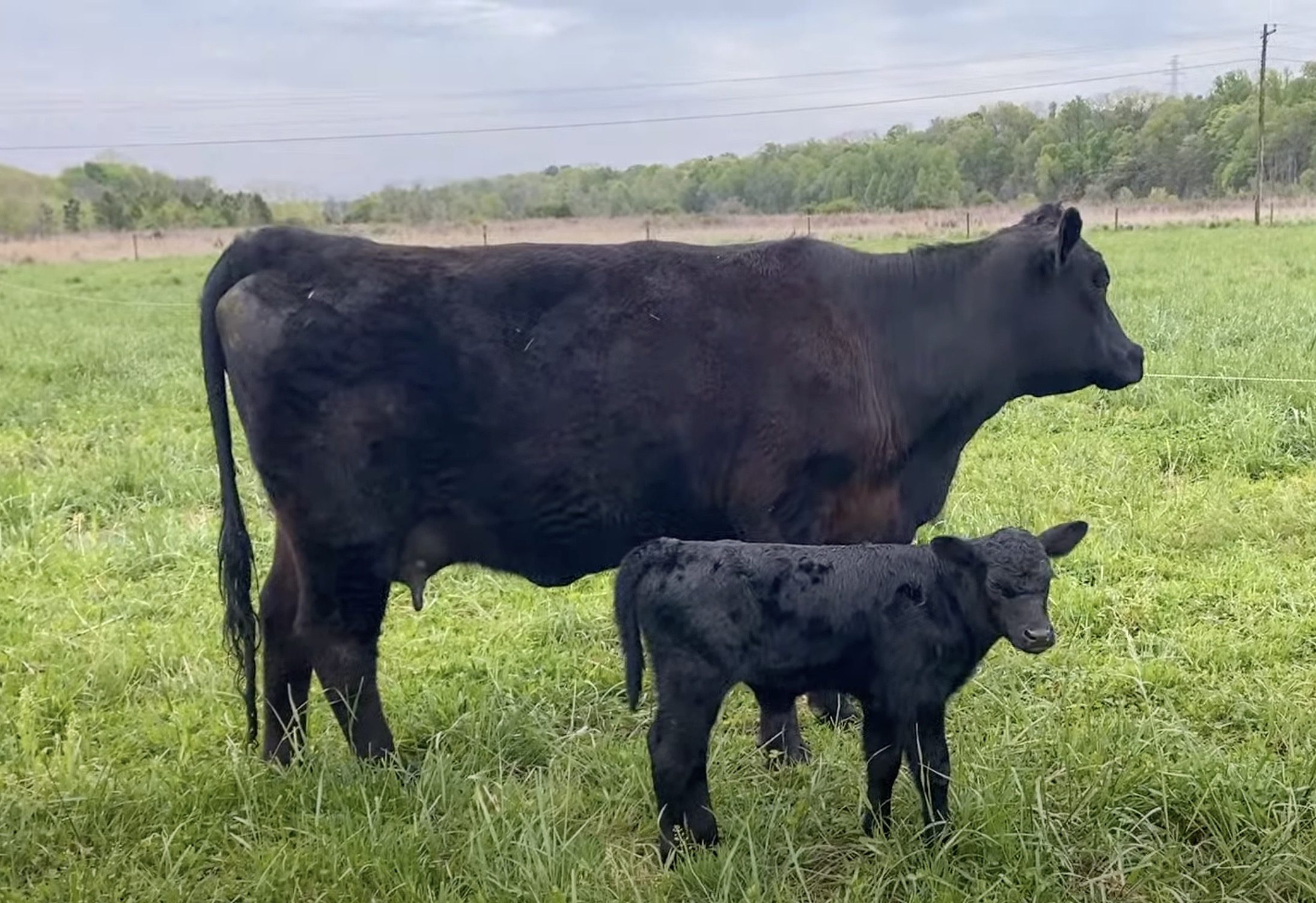Angus Cow with Calf